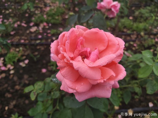 春季花卉月季出現(xiàn)的這些病蟲害，要及時處理(圖1)