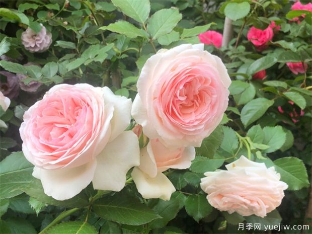 春天種月季選擇腐質(zhì)土，長得快開花旺(圖1)
