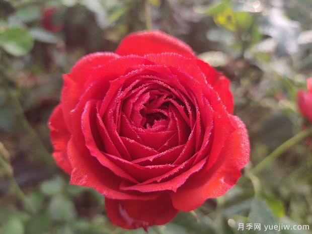 玫瑰？月季？薔薇？如何分清楚？情人節(jié)送的是什么？(圖1)