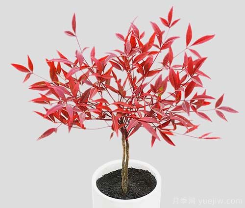 盆栽南天竹的養(yǎng)護辦法(圖1)
