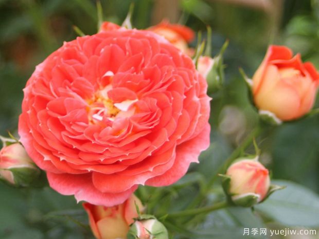明星卡門(mén)月季(圖1)