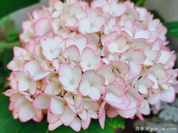28個(gè)優(yōu)秀繡球品種，花團(tuán)簇簇，花色夢(mèng)幻(圖2)