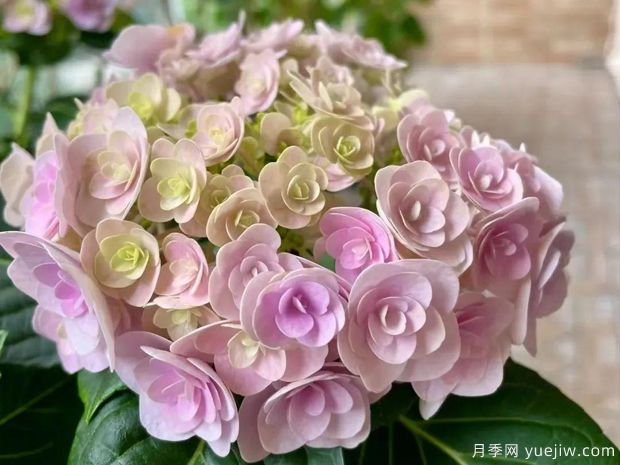 28個(gè)優(yōu)秀繡球品種，花團(tuán)簇簇，花色夢(mèng)幻(圖3)