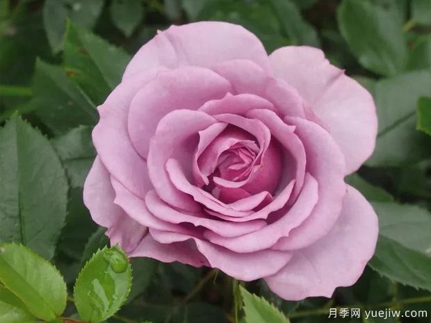 香水花環(huán)月季/香水門(mén)廊(圖3)