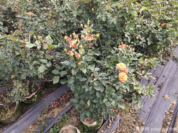 月季施肥過多燒根怎么辦？3個辦法妙手茁壯(圖1)