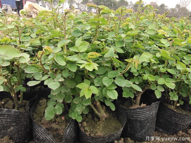2月3月的月季花苗，換土施肥曬太陽，不愁開花少(圖1)