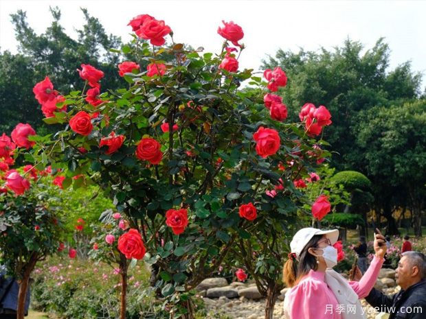 南寧南湖公園月季園2萬株月季競相綻放，美極了！(圖1)