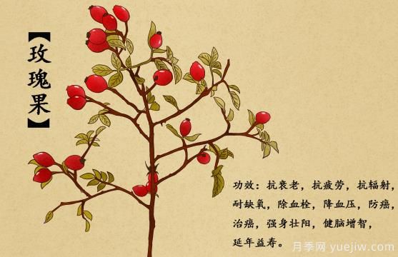 什么是玫瑰果？玫瑰果9大功效作用(圖1)
