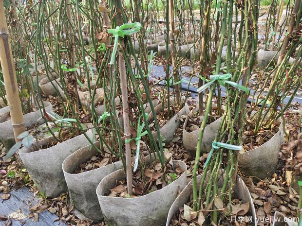 藤本月季批發(fā)基地，3月1.8米高爬藤價(jià)格(圖2)
