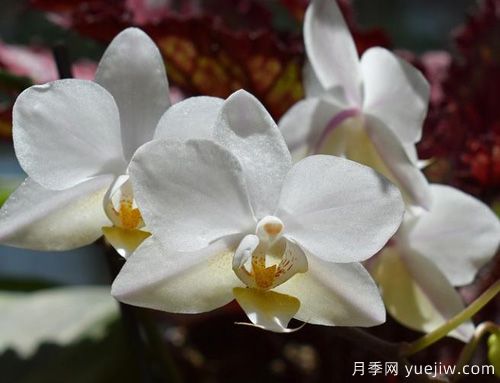 如何給蘭花翻盆？15道工序大功告成(圖1)