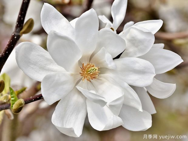 栽種白玉蘭種植地點、品種如何選擇？(圖1)