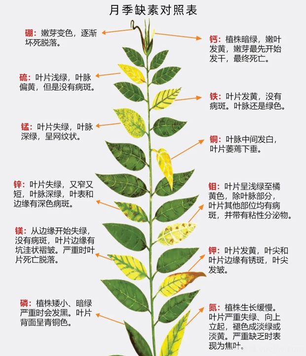 月季應(yīng)該用什么樣的肥料？月季全年用肥技巧精簡版(圖1)