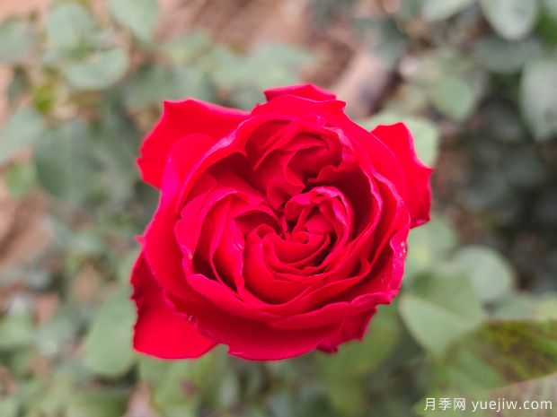月季盆栽開了幾個(gè)月就頹廢了，如何重新開花？(圖2)