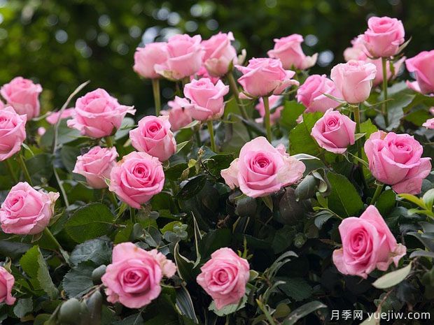 月季花是不是很難養(yǎng)？(圖1)