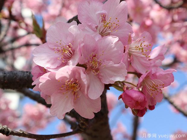 早櫻晚櫻冬櫻的區(qū)別？櫻花主要品種(圖1)