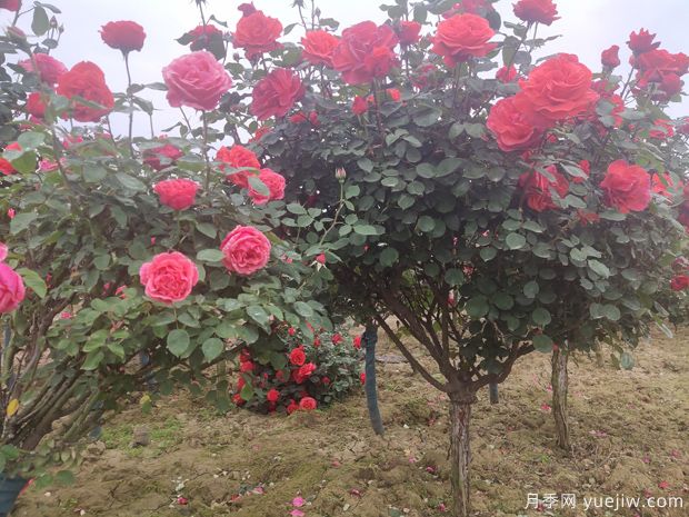 樹狀月季養(yǎng)護(hù)能活多少年？(圖1)
