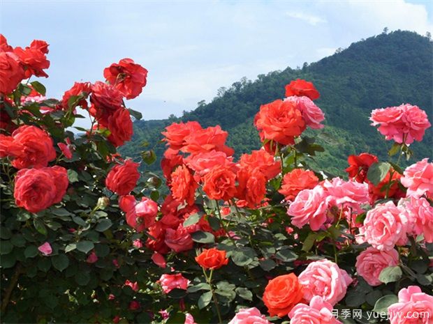 園林苗木行業(yè)必知的專業(yè)術(shù)語，還有哪些不知道？(圖1)