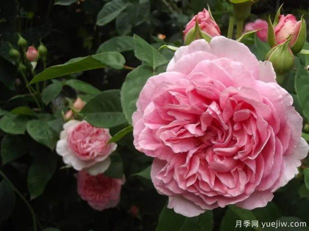 廣播時(shí)代月季(圖1)