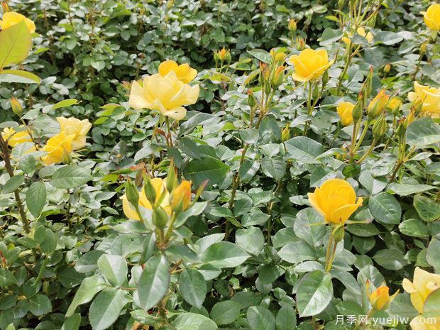 4月做好養(yǎng)護(hù)工作，讓月季輕松爆花(圖1)