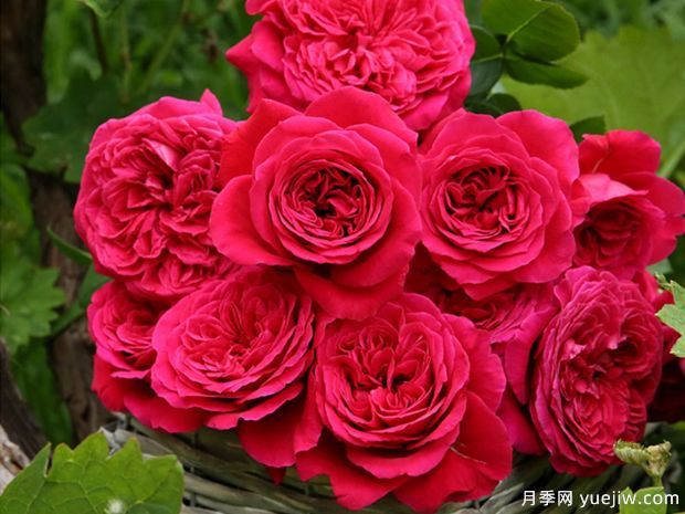 春天養(yǎng)月季，推薦8個經(jīng)典高品質(zhì)豐花月季品種(圖3)