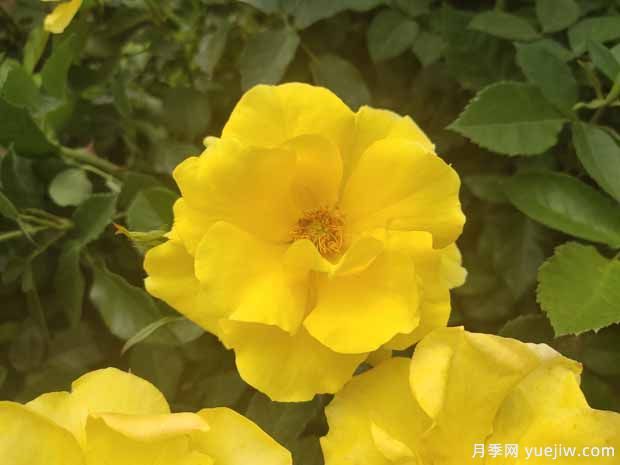 8個(gè)優(yōu)秀豐花月季品種，一株花滿枝頭(圖3)