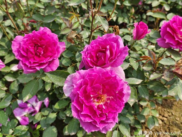 分享6種勤花月季，都是開花機(jī)器，滿眼是花海(圖3)