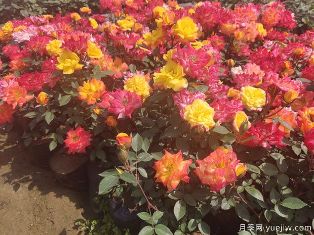 推薦必種的6種藤本月季，花量大長勢快，打造花墻超漂亮(圖4)