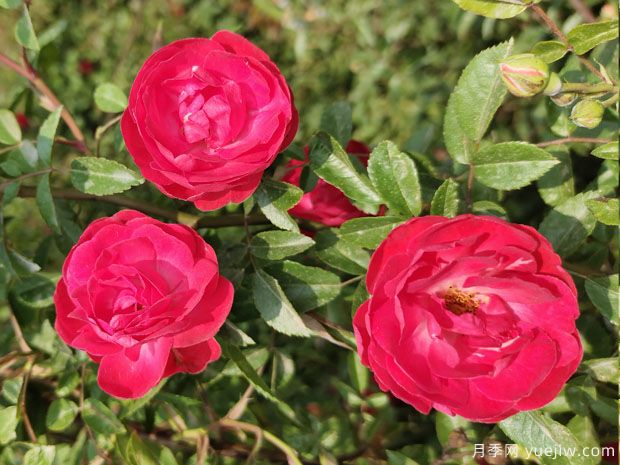 甜蜜紅木香，花量超多，花香濃郁，花色驚艷(圖1)