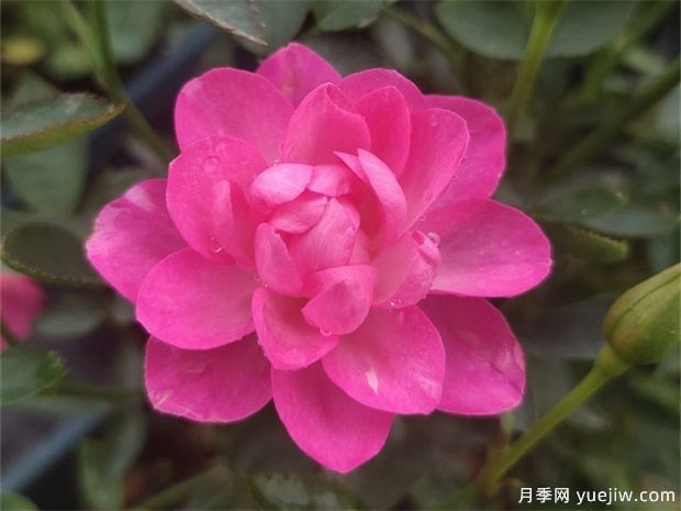 開花機(jī)器看微月，推薦12種微型月季品種(圖1)