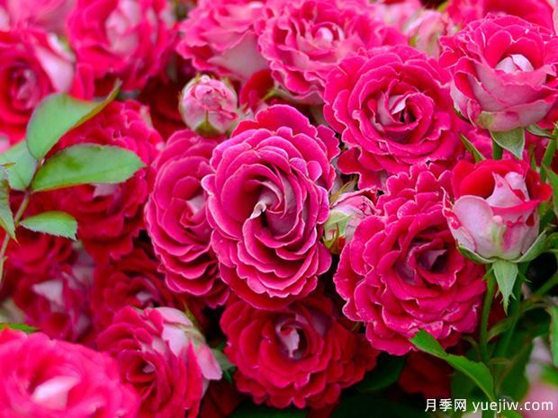 開花機(jī)器看微月，推薦12種微型月季品種(圖2)