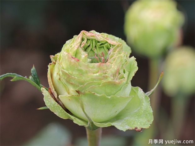 神秘清新脫俗超仙，推薦6種綠色月季品種(圖1)