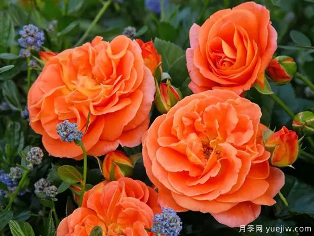 芒果陽臺月季/芒果月季(圖2)