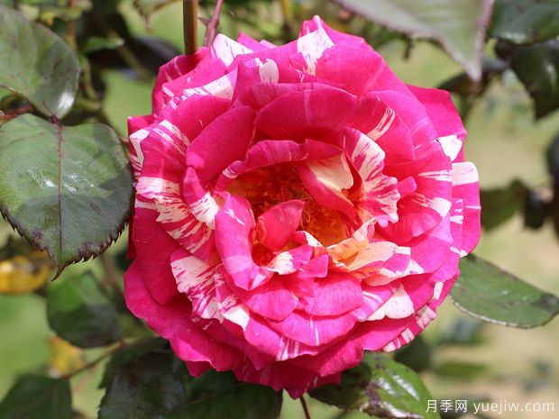 月季花一年需要修剪幾次？四次的修剪方法(圖1)