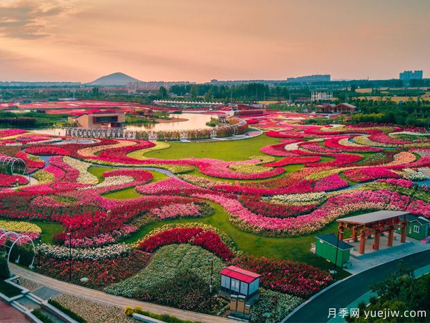 南陽(yáng)2023首屆世界月季博覽會(huì)，月季花開(kāi)迎客來(lái)(圖1)