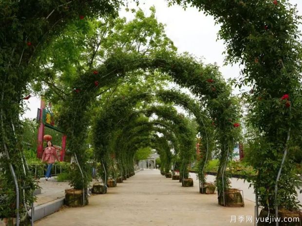 淮南焦崗湖月季花會(huì)，正是一年好風(fēng)景(圖1)