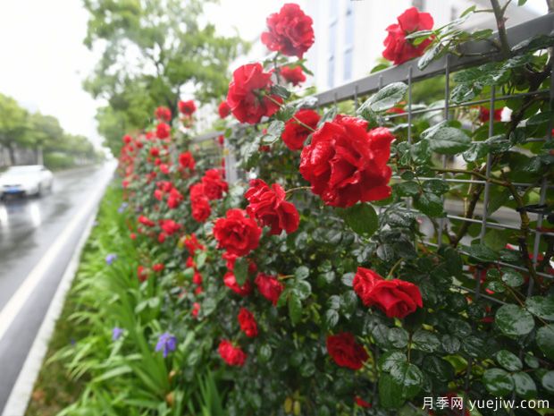 蕪湖月季進(jìn)入盛開期，一城繁花驚艷時(shí)光(圖2)