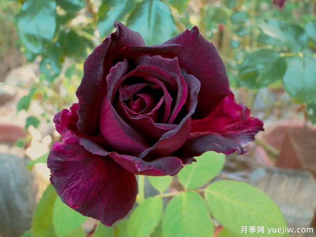 推薦15個(gè)黑色月季品種，高貴神秘有個(gè)性(圖3)