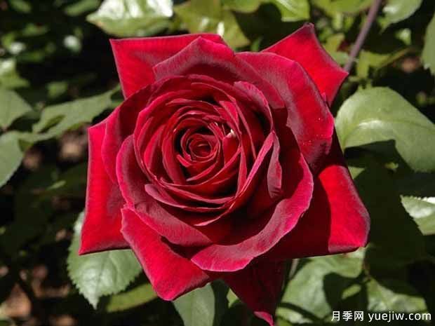 推薦15個(gè)黑色月季品種，高貴神秘有個(gè)性(圖4)