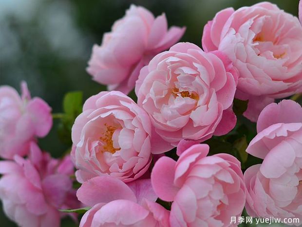 瓶插切花月季該如何選擇？讓玫瑰滿屋飄香(圖1)