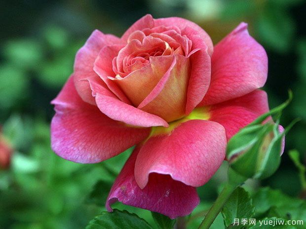 月季，玫瑰 ，薔薇，是同一種花嗎？有何不同(圖1)