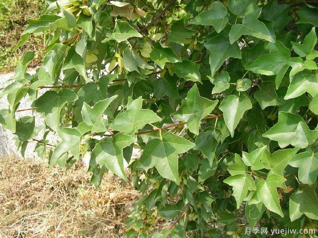 雞爪槭、三角楓、紅楓的區(qū)別辦法和圖片(圖3)