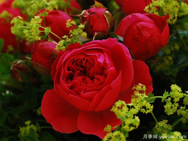魔術洛可可月季/洛可可魔法(圖4)