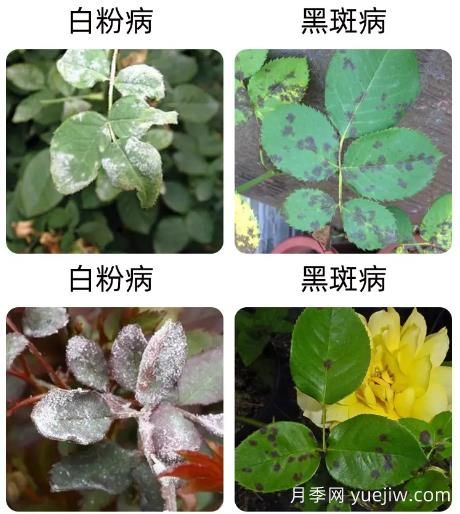 輕松識別月季病蟲害，還有治療技巧(圖1)
