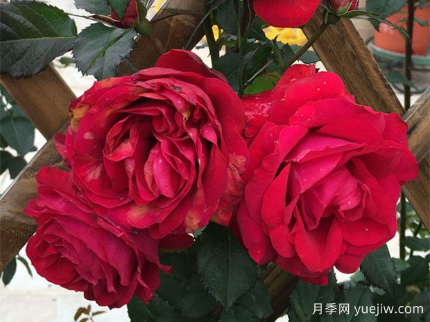 月蝕王陽(yáng)臺(tái)月季(圖1)