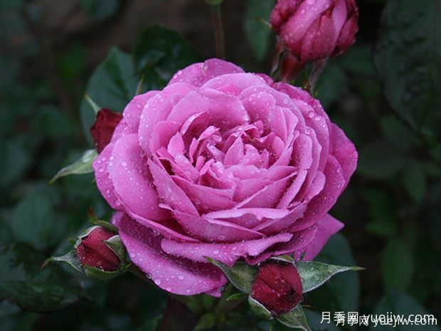 推薦5款真正的天然藍色月季，美麗又好養(yǎng)(圖3)