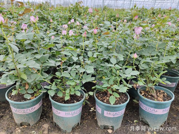 秋季修剪后做好這3個(gè)管理，月季秋花開得好(圖1)