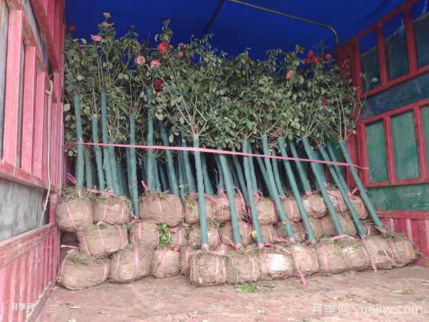 精品3公分獨(dú)桿樹(shù)狀月季大量上市批發(fā)(圖2)
