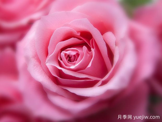 大花月季開(kāi)花時(shí)間有哪些因素的影響？(圖1)
