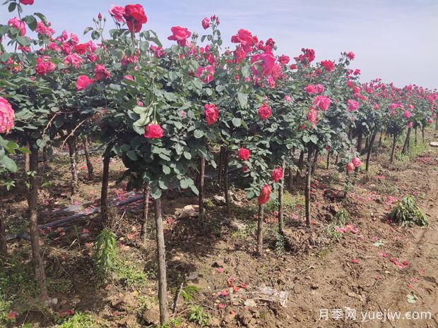 栽植兩年后的樹(shù)狀月季出現(xiàn)葉小枯枝怎么辦？(圖1)