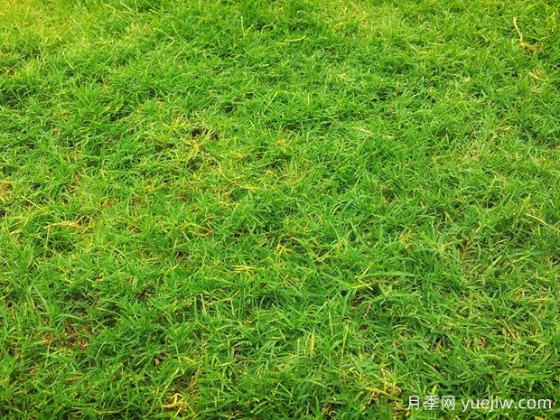 夏季鋪草坪發(fā)黃干枯，如何提高草皮鋪植成活率？(圖1)